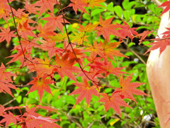 年末の大掃除　撮り溜め紅葉放出　５