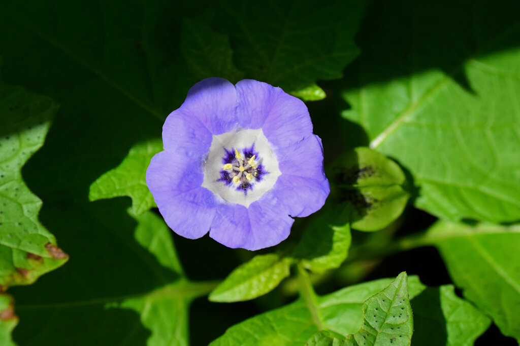 二カンドラ（黒ほおずき）　２