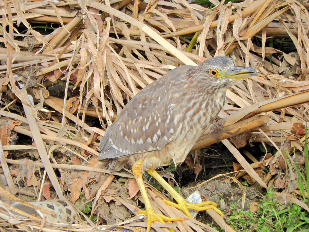 矢上川で　ゴイサギの幼鳥　ホシゴイ　３