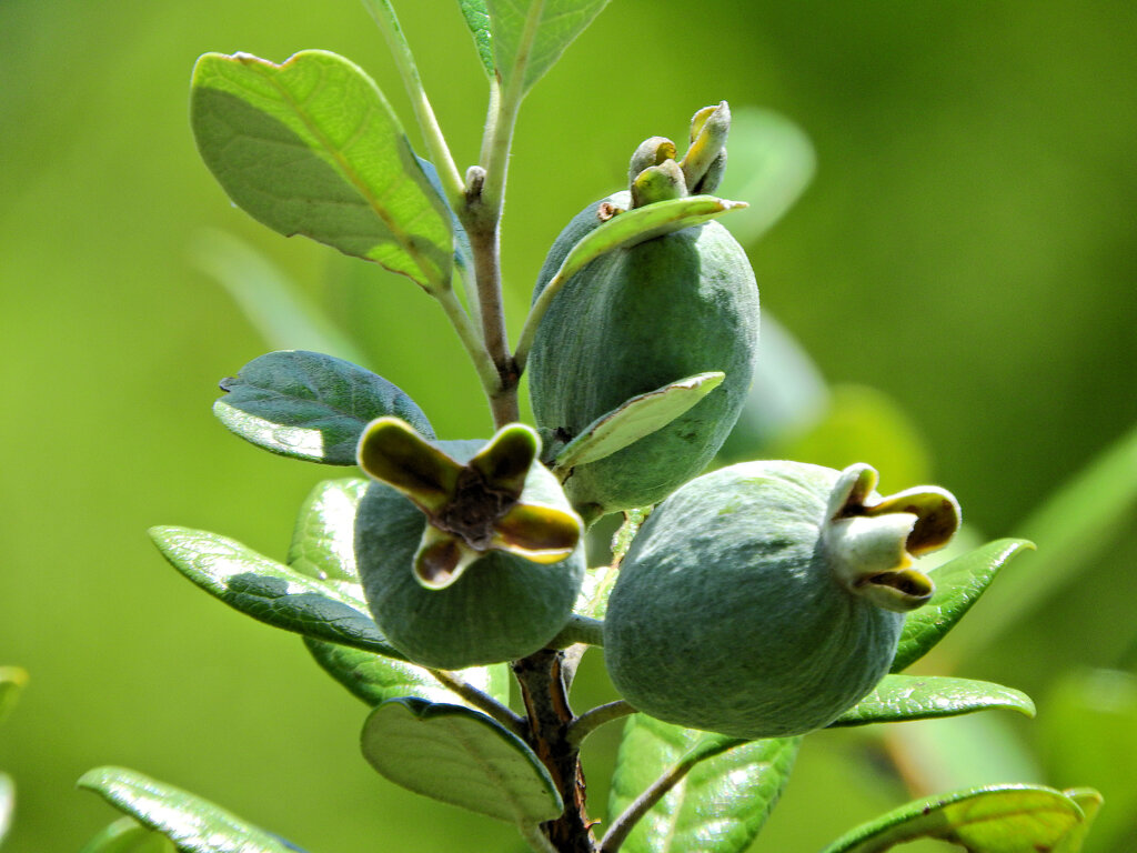 フェイジョア   (Feijoa)　実　３