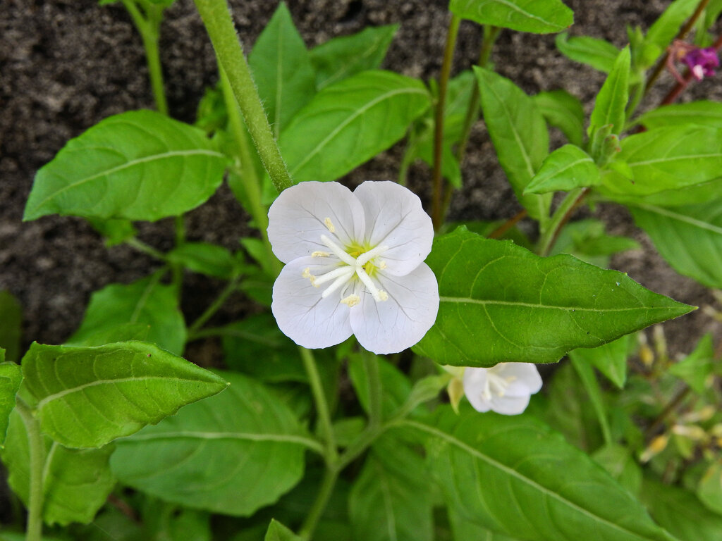 シロバナユウゲショウ（白花夕化粧）２