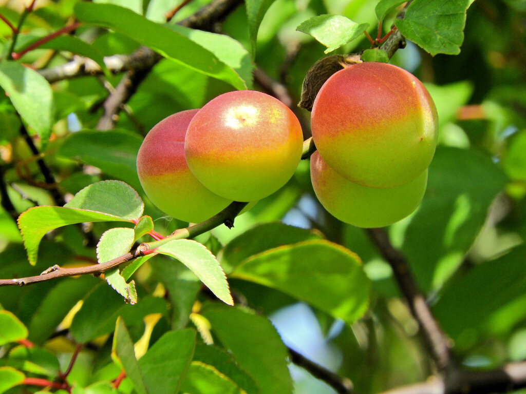 うめっすぅ　３