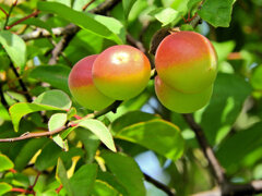 うめっすぅ　３