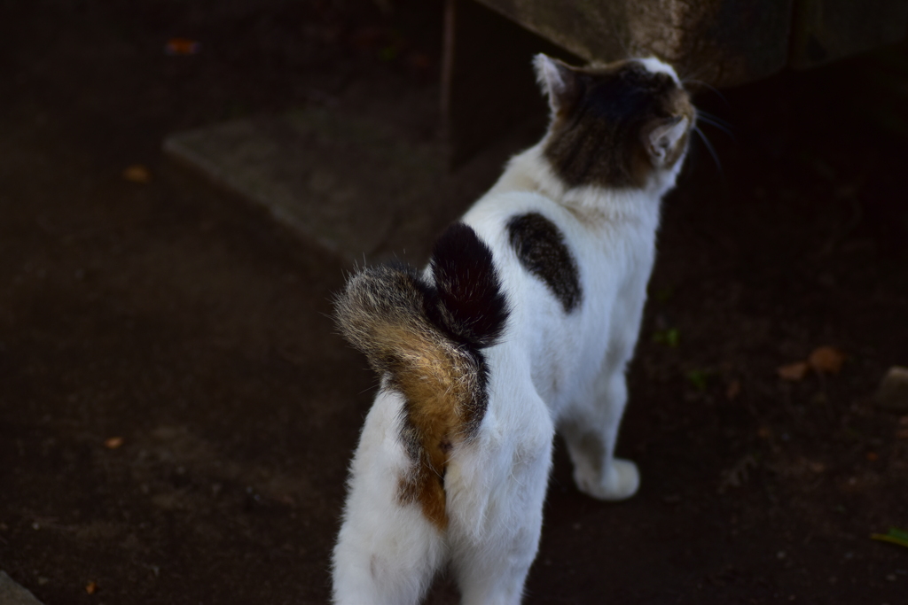 二ヶ領用水路・・脇で　野良にゃん　４