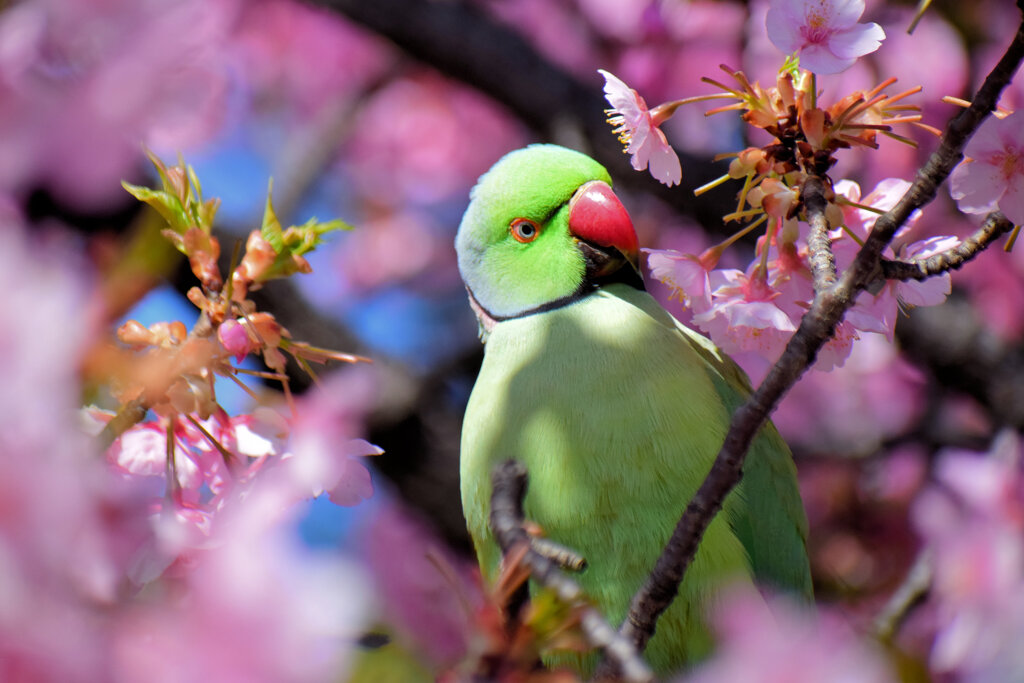 ワカケホンセイインコ（輪掛本青鸚哥）１１