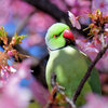 ワカケホンセイインコ（輪掛本青鸚哥）１１