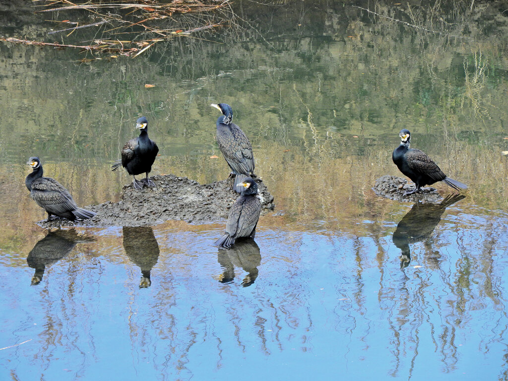 カワウの集会　２
