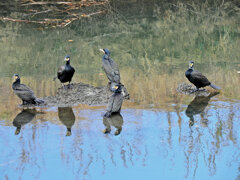 カワウの集会　２