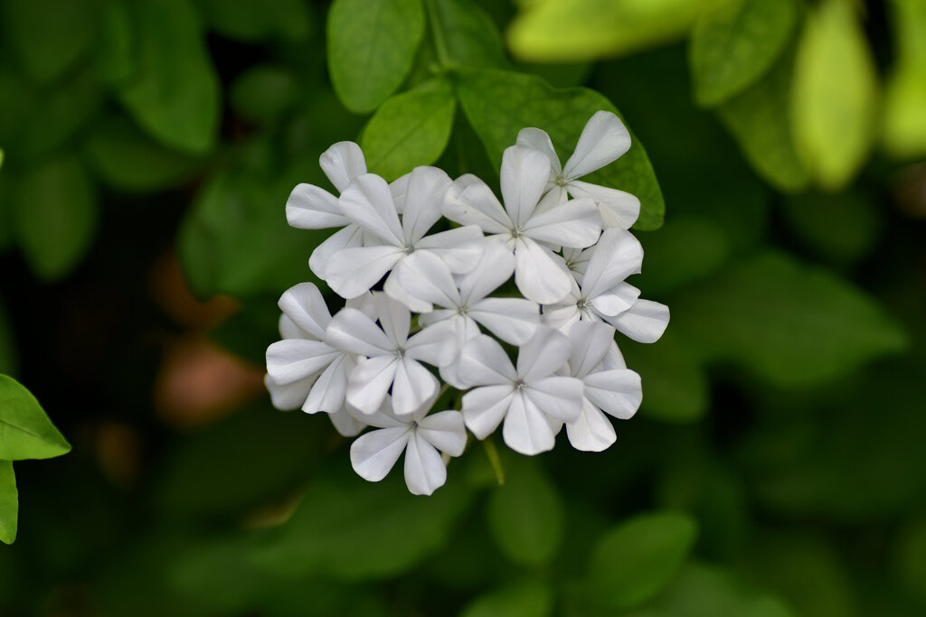 瑠璃茉莉 （るりまつり） （プランバーゴ）白花　３