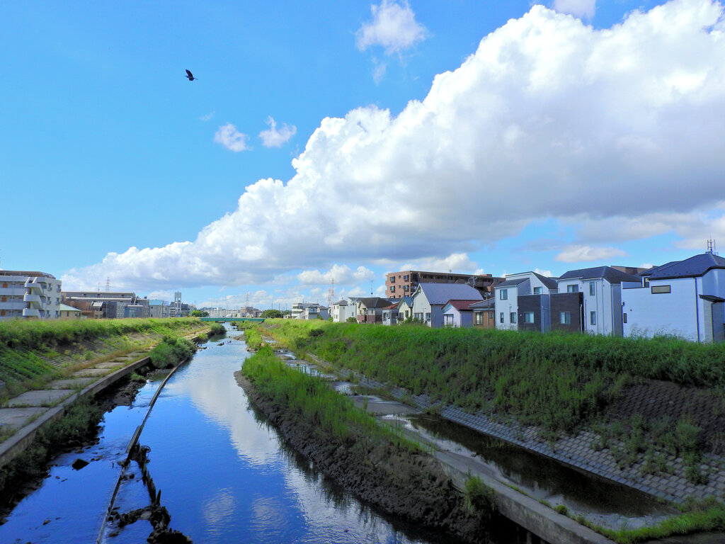 矢上川の風景　２