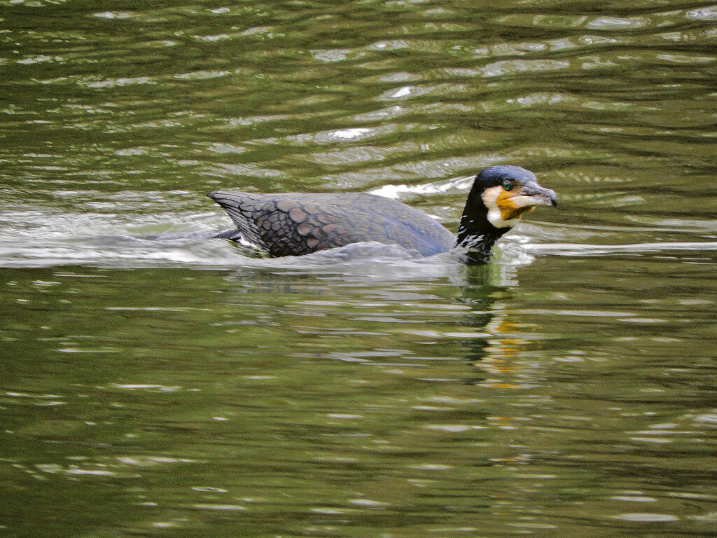 等々力緑地公園・・釣り堀池でネッシー・・カワウ（笑）　３