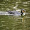 等々力緑地公園・・釣り堀池でネッシー・・カワウ（笑）　３