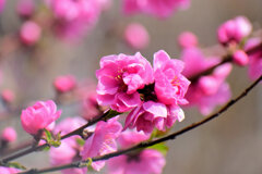 花桃　４