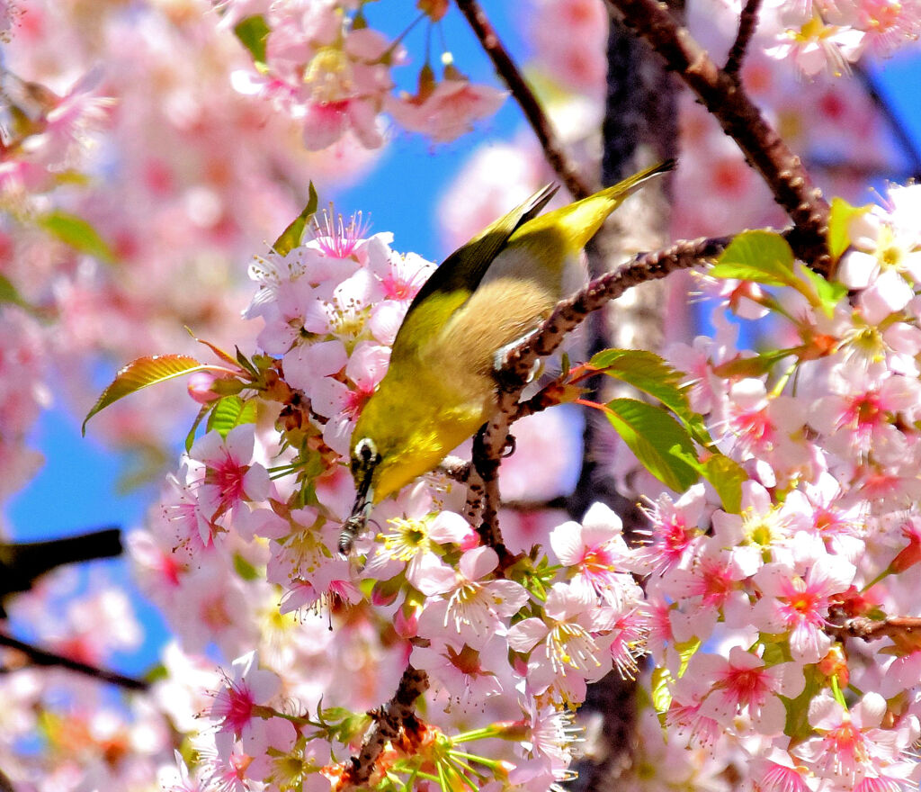 ヒマラヤ桜ジロー・蜂さんを啄む瞬間！^_^;