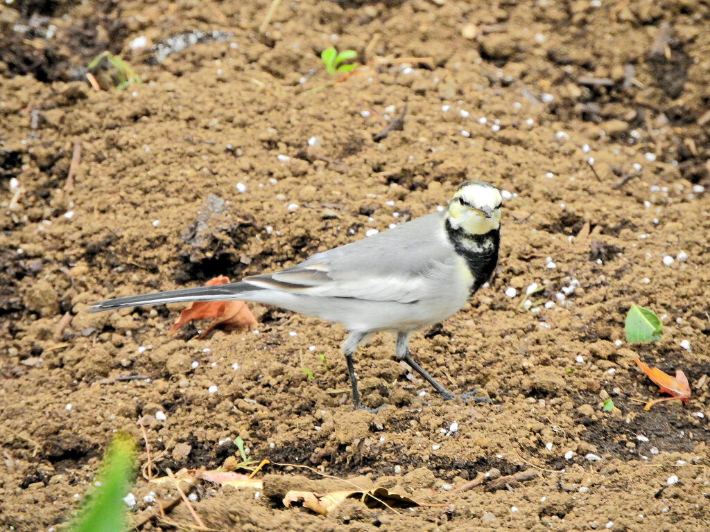 ハクセキレイの幼鳥　１