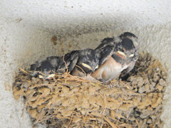 燕さんの雛ちゃん　４