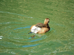 カイツブリさん　２