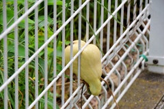 バターナッツ南瓜　７