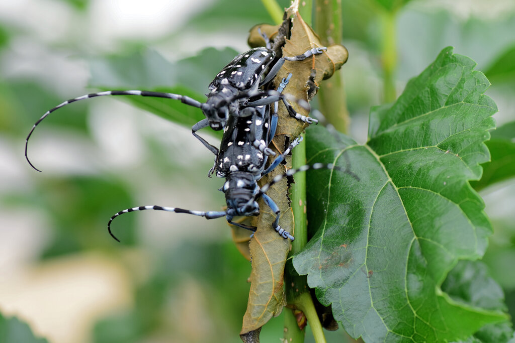 ゴマダラカミキリ　 甲虫目　カブトムシ亜目　カミキリムシ科　フトカミキリ亜科　１