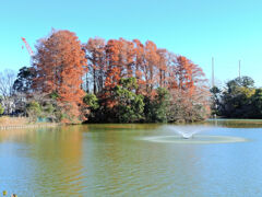 等々力緑地公園・・釣り堀池で・・・２