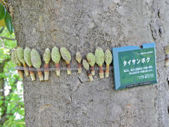 泰山木の落花・実　１