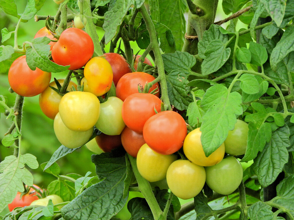 レンタル農園でミニトマト　１