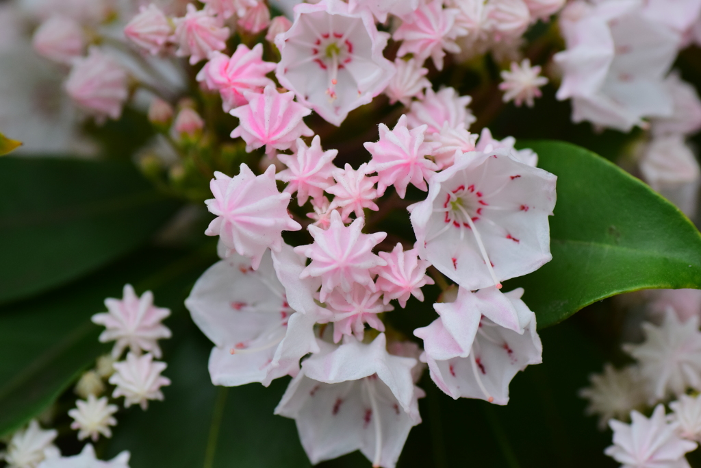 カルミア   アメリカ石楠花（しゃくなげ）　１０