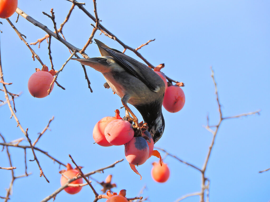 椋鳥も来た～