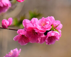 花桃　３