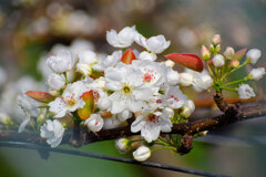 梨園で　梨の花　２