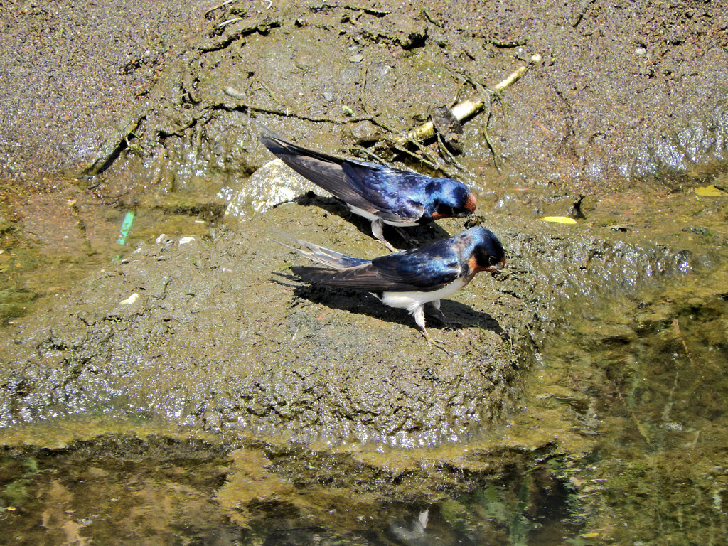 燕さんがお家の建築資材を調達中！　７