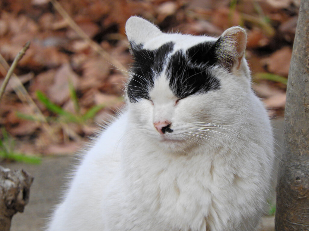 ご飯まだかにゃぁ～ん(=^☻ω☻^=)・・待ち人来ず・・２