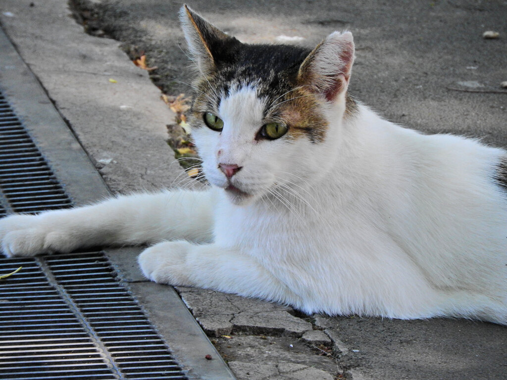ご飯を待つ・・・地域猫　４