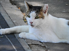 ご飯を待つ・・・地域猫　４