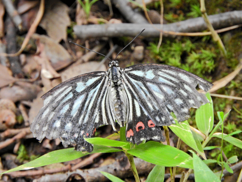 アカボシゴマダラ 　チョウ目　タテハチョウ科　コムラサキ亜科　４