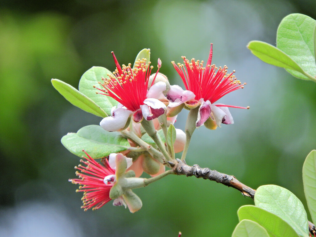 フェイジョア   (Feijoa)　７