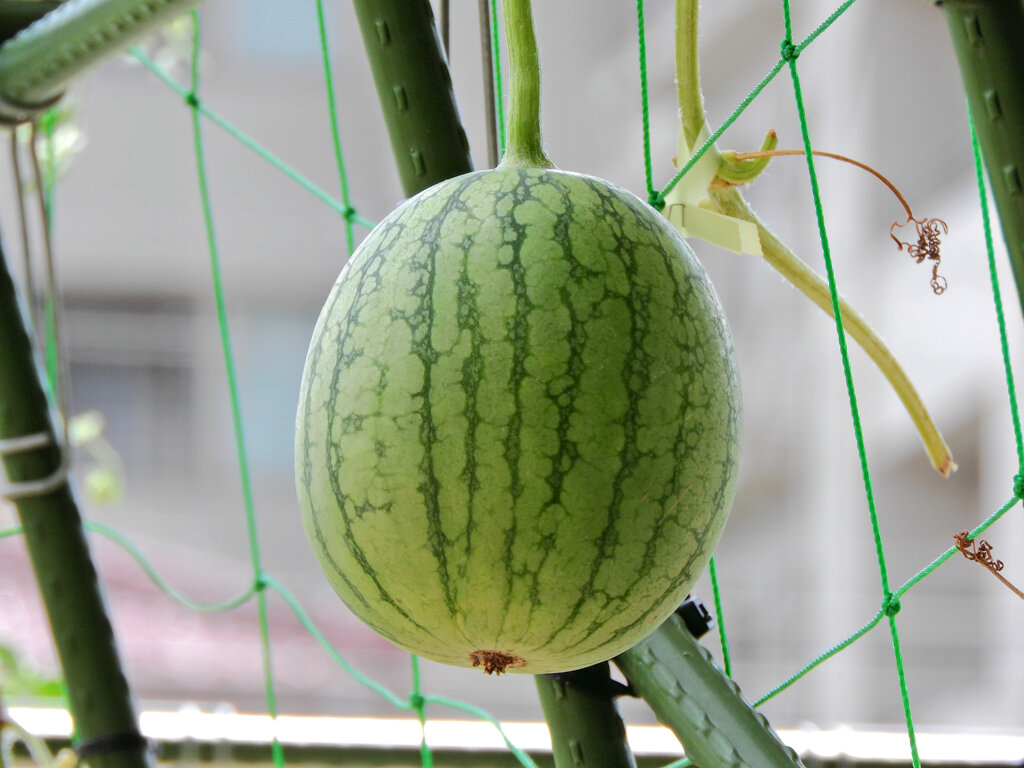 小玉西瓜　３