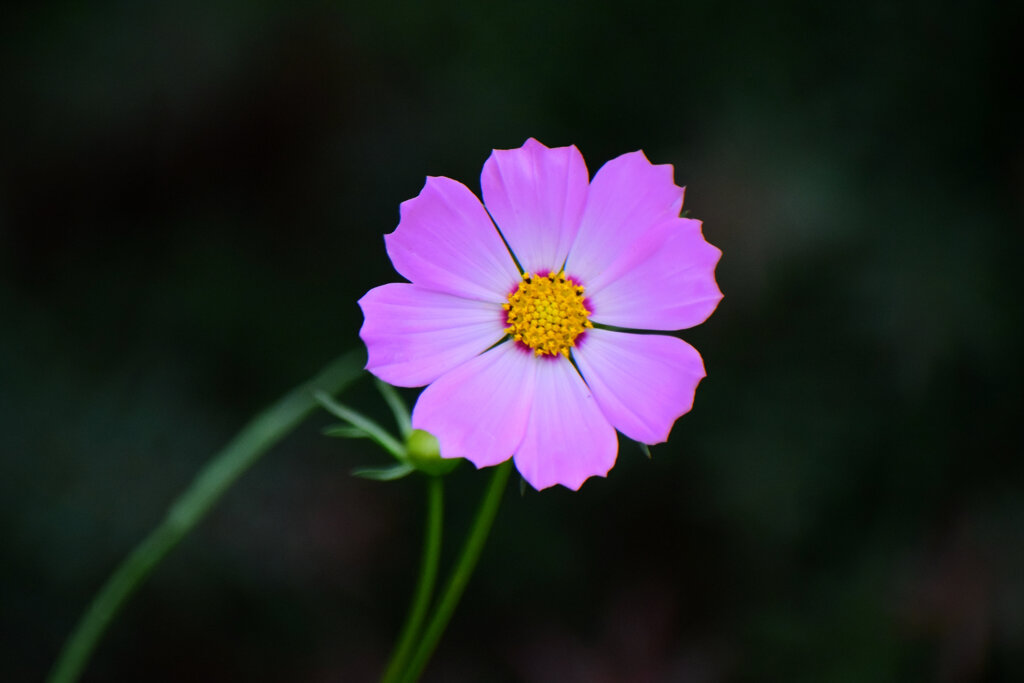 早く秋になれぇ～秋桜　４