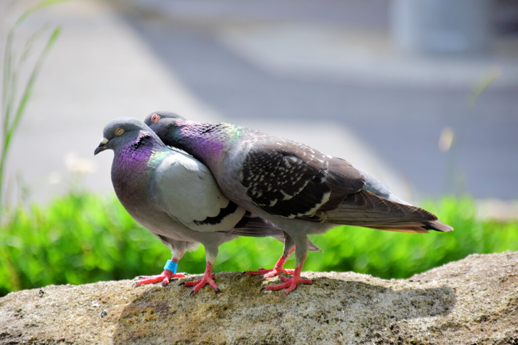 鳩さんイチャイチャ(~Q~;) あっち～３