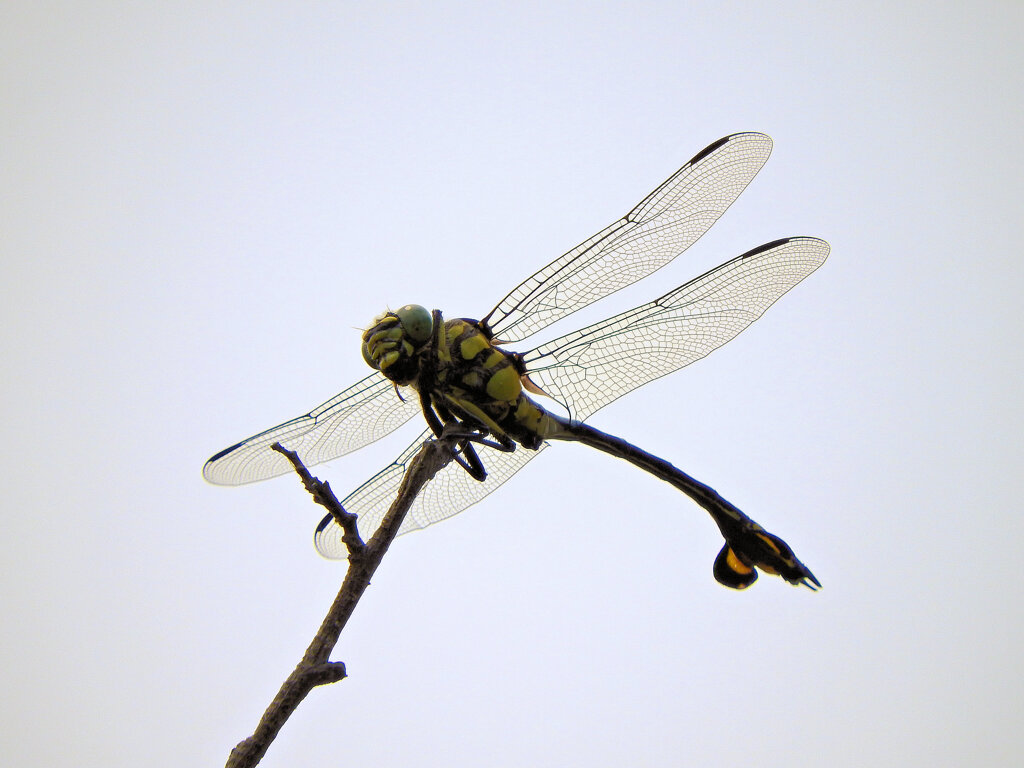 ウチワヤンマ　３