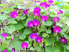 あさがぉおぉ～４