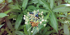 藪茗荷の花と実　2/3