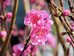 花桃が開花　３