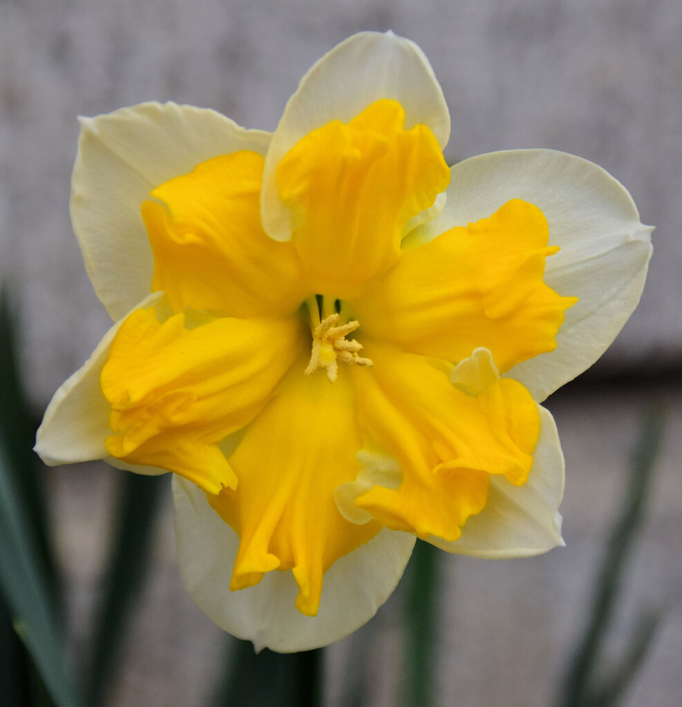 初見の水仙・・品種不明？　２