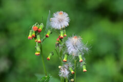 ベニバナボロギク（紅花襤褸菊）　４