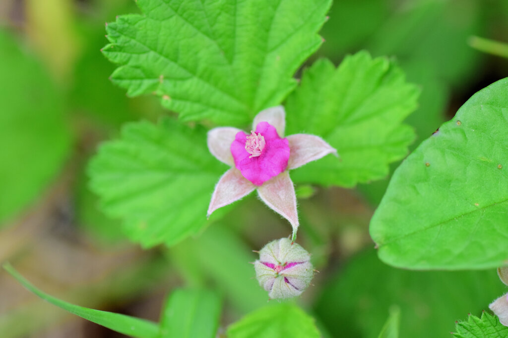 ナワシロイチゴ（苗代苺）の花　５