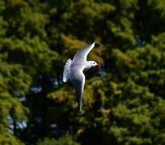 等々力緑地公園・・釣り堀池でユリカモメ　２