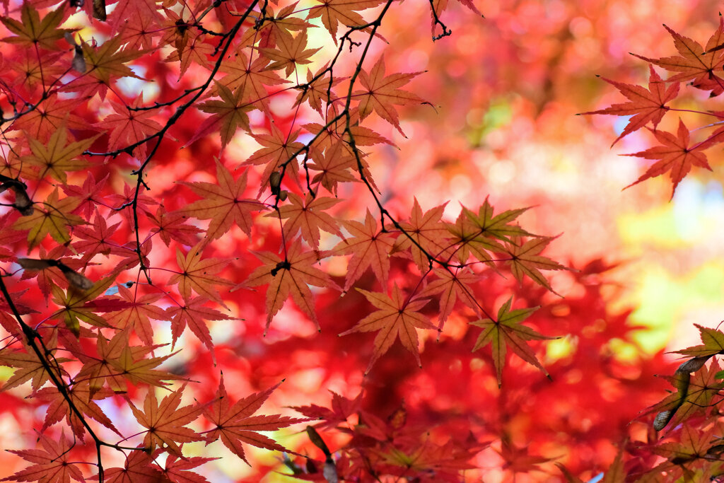 燃え、萌え・・・紅葉　１