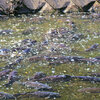 矢上川の鯉のぼり　２