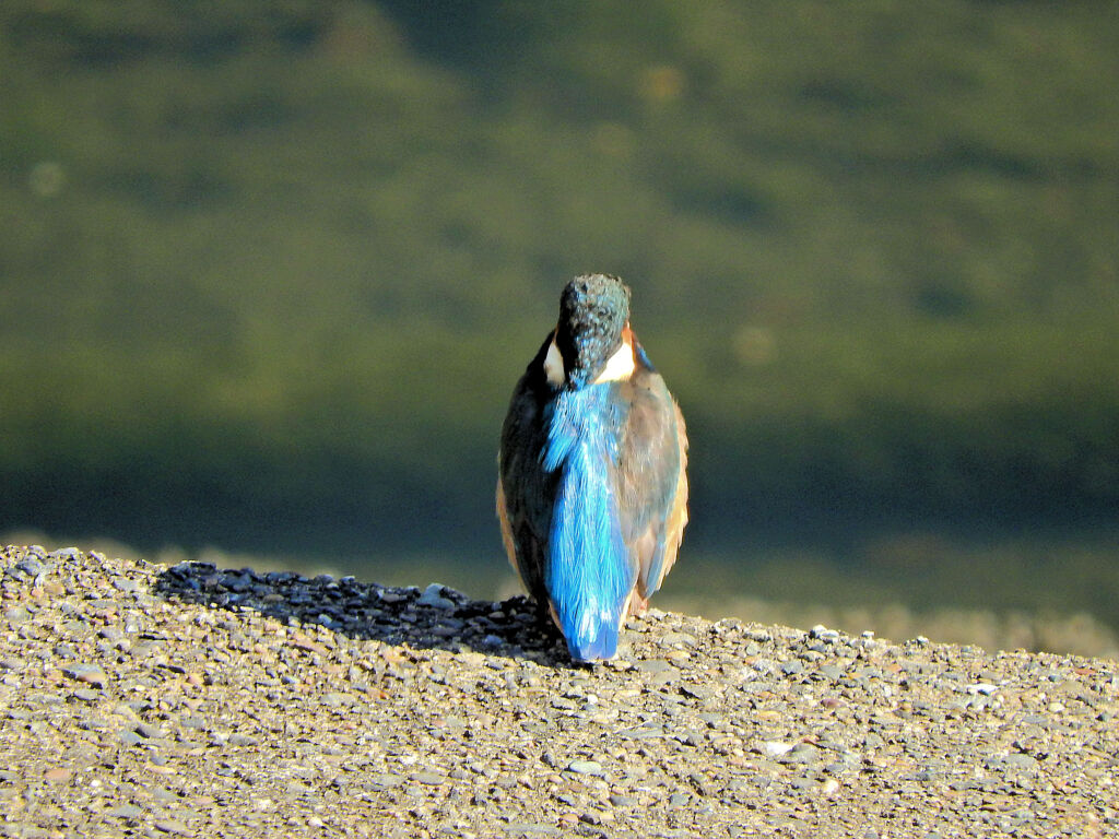 カワセミ　さん　１